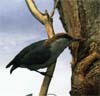 bf_birdnuthatch1.jpg
